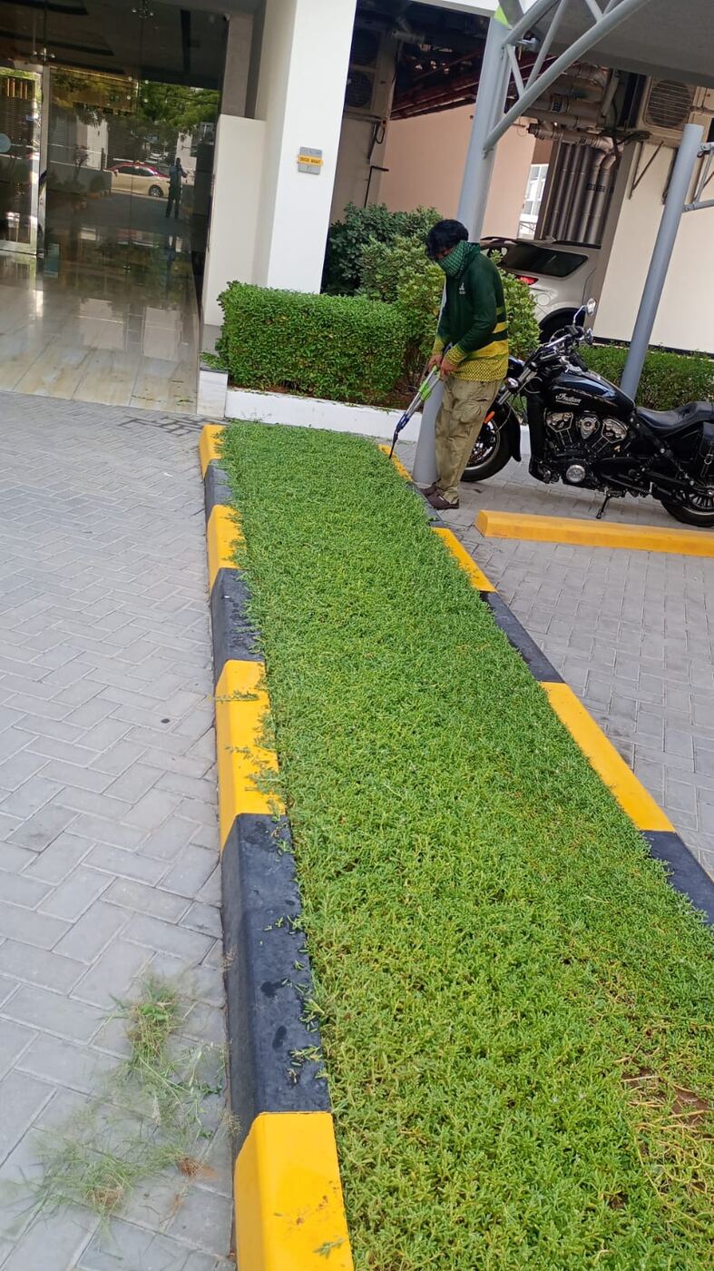 Groundcover & Detailing