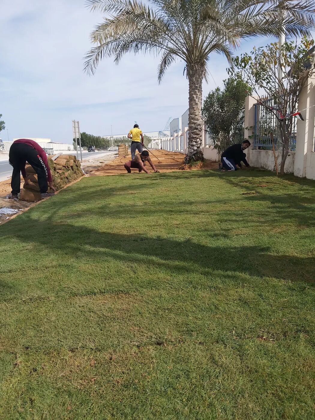 Lawn & Plant Care service